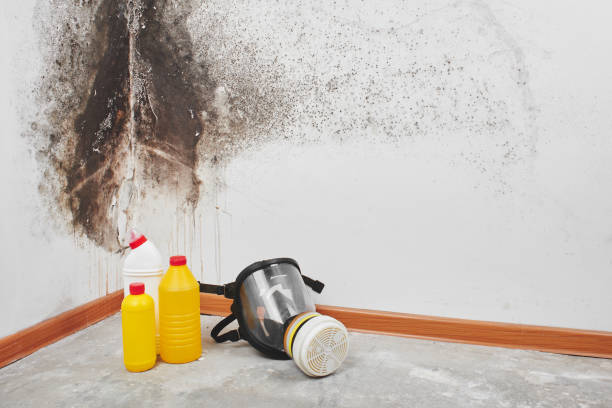 Best Residential Mold Remediation in Toluca, IL