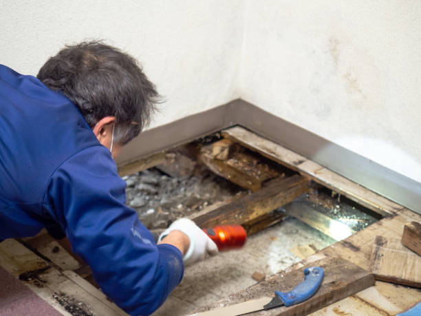 Best Post-Remediation Services in Toluca, IL