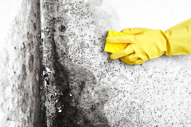 Best Crawl Space Mold Remediation in Toluca, IL