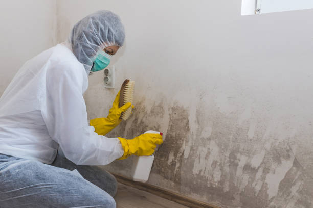 Best Post-Flood Mold Remediation in Toluca, IL