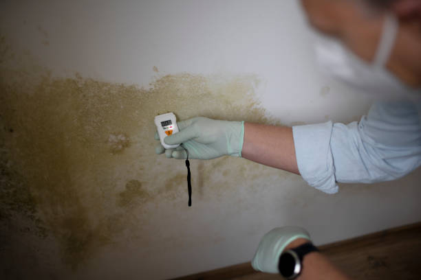 Best Emergency Mold Remediation in Toluca, IL