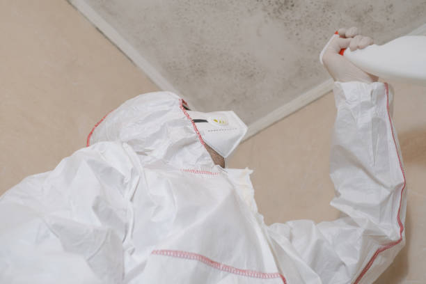 Best Crawl Space Mold Remediation in Toluca, IL