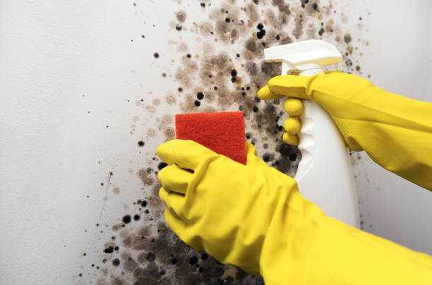 Best Mold Remediation for Specific Building Types in Toluca, IL