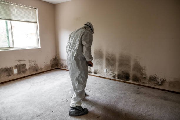 Best Attic Mold Remediation in Toluca, IL