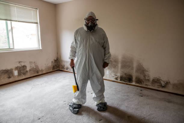 Best Kitchen Mold Remediation in Toluca, IL