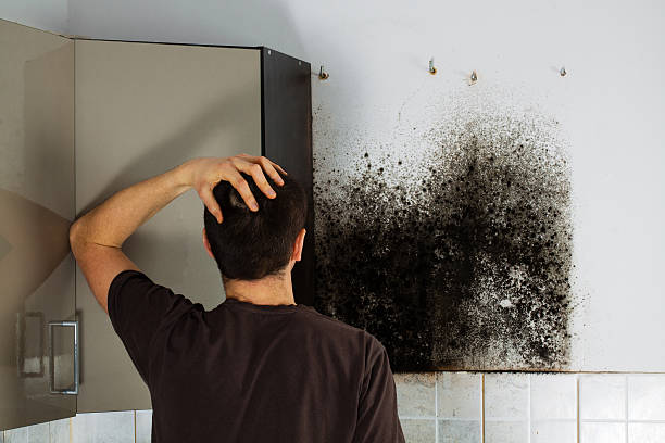 Best Commercial Mold Remediation in Toluca, IL