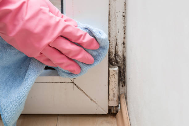 Best Residential Mold Remediation in Toluca, IL