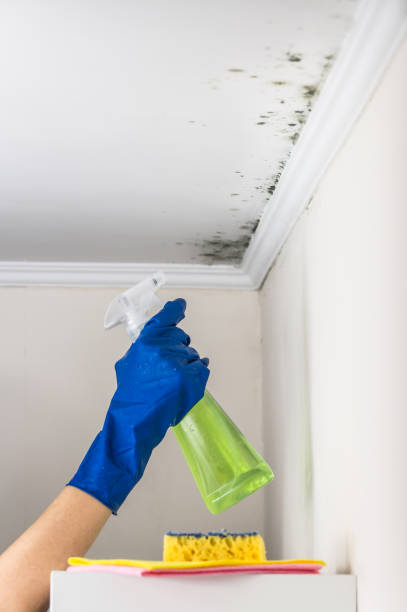 Best Insurance-Related Mold Remediation in Toluca, IL
