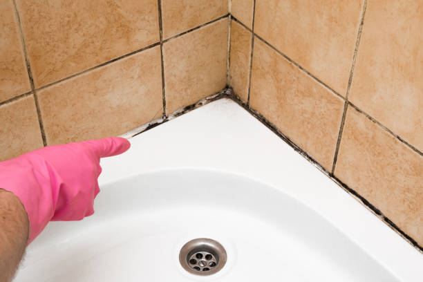 Best Bathroom Mold Remediation in Toluca, IL
