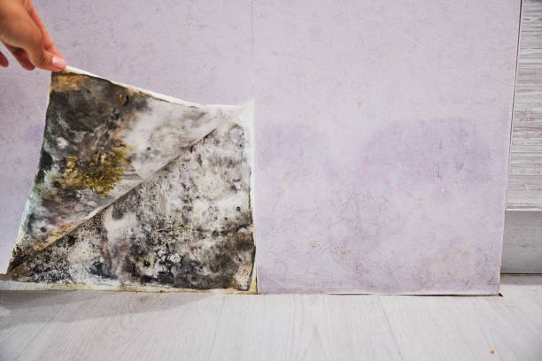 Best DIY Mold Remediation Support Services in Toluca, IL